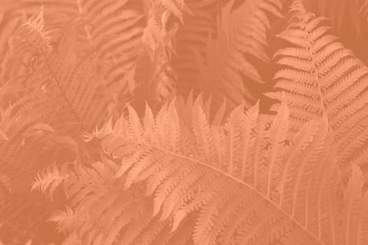 Peach Fuzz beautiful view of fern plant in monochrome color. Forest Peach Fuzz colored fern plants. Trendy color 2024. High quality photo