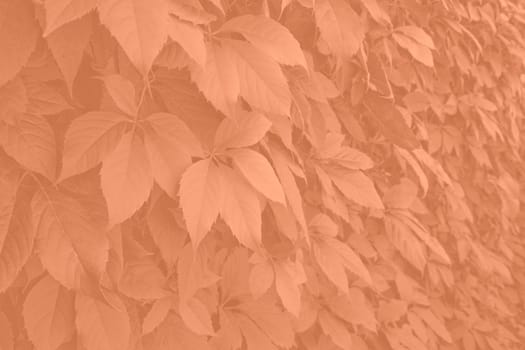 Peach fuzz grape leaves on the wall close-up. Wild grapes monochrome background. Color of the year 2024. High quality photo