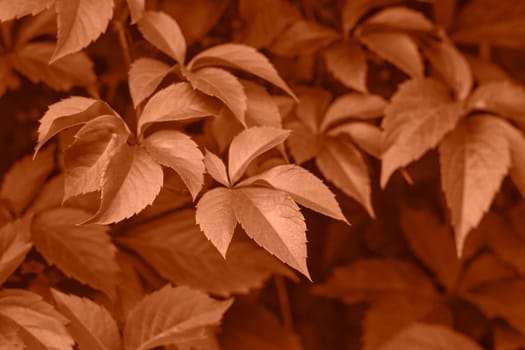 Peach fuzz grape leaves on the wall close-up. Wild grapes monochrome background. Color of the year 2024. High quality photo