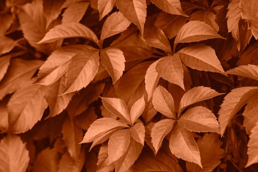 Peach fuzz grape leaves on the wall close-up. Wild grapes monochrome background. Color of the year 2024. High quality photo