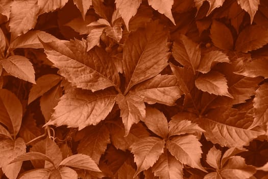 Peach fuzz grape leaves on the wall close-up. Wild grapes monochrome background. Color of the year 2024. High quality photo