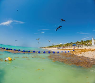 Playa del Carmen Quintana Roo Mexico 01. June 2021 beautiful Caribbean beach totally filthy and dirty the nasty seaweed sargazo problem in Playa del Carmen Quintana Roo Mexico.