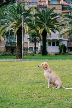 Large dog sits on a green lawn in the courtyard of the house. Side view. High quality photo