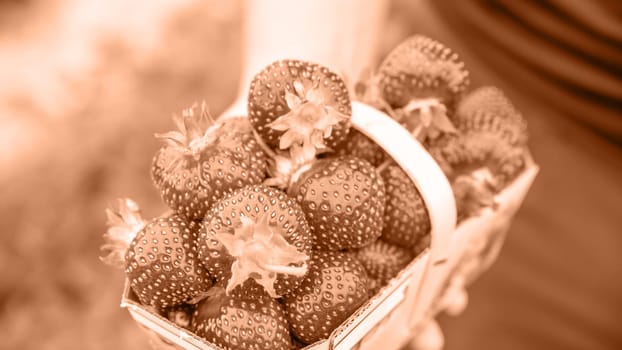 Hand holding basket with pile of fresh strawberries after harvest on organic strawberry farm. Image toned in Peach Fuzz color of the year 2024. Strawberries ready for export