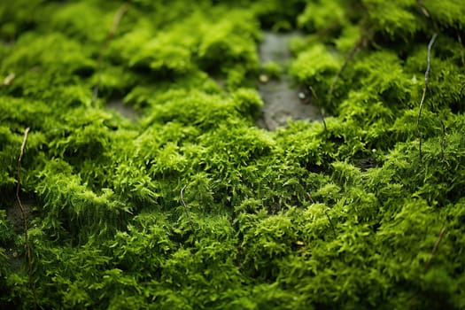 Moss texture. Natural background with copy space.