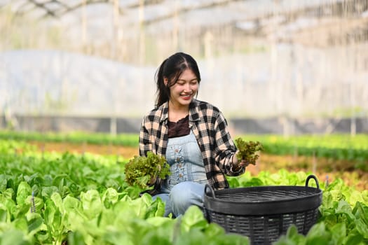 Attractive during harvesting green lettuce in organic farm. Eco farming, gardening and agribusiness concept.