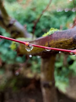 Drops after rain. Dew on the grass. High quality photo