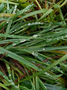 Drops after rain. Dew on the grass. High quality photo