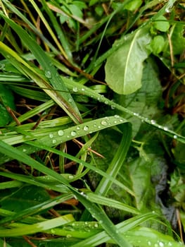 Drops after rain. Dew on the grass. High quality photo