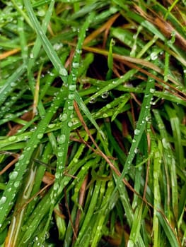 Drops after rain. Dew on the grass. High quality photo