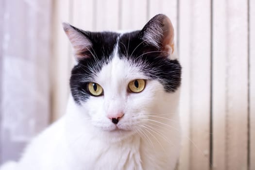 Black and white cat at home close up portrait