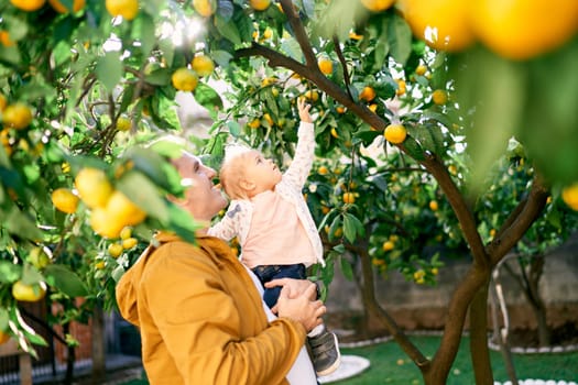 Little girl reaches for a tangerine on a branch while sitting in her dad arms. High quality photo