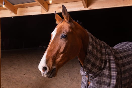 Portrait close up of a purebred saddle horse wearing checkered blanket against cold weather standing in shelter in paddock