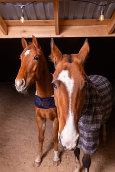 Portrait close up of two purebred saddle horses wearing checkered blanket against cold weather standing in shelter in paddock