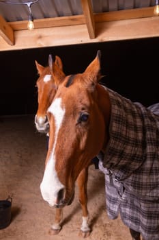 Portrait close up of two purebred saddle horses wearing checkered blanket against cold weather standing in shelter in paddock