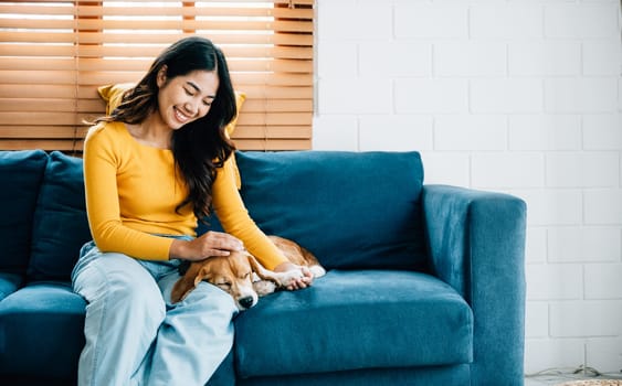 A cheerful woman, dressed in her exclusive jumpsuit, enjoys playful moments with her cute Beagle dog on the sofa at home. The bond they share is heartwarming. Pet love is.