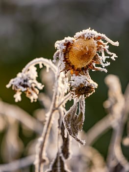 Blossom and head of a sunflower with ice and snow cropped in winter