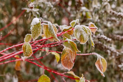 Colorful leaves with autumnal colors covered with ice and ice crystals in early winter