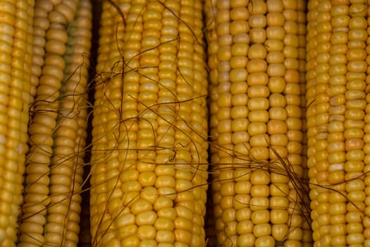 Freshly harvested corn, detail of ripe sweet corn on the cob.