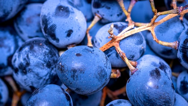 Close up of ripe grapes, background of grapes.