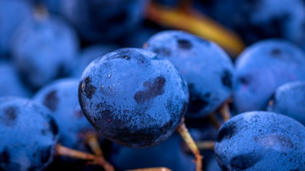 Close up of ripe grapes, background of grapes.