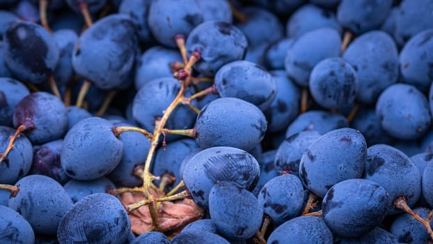 Close up of ripe grapes, background of grapes.