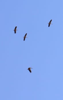 Birds flock high in the sky. High quality photo