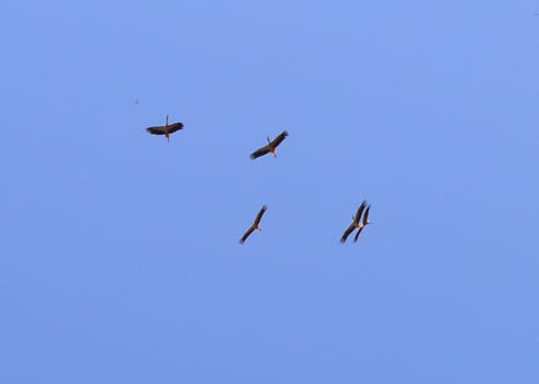 Birds flock high in the sky. High quality photo