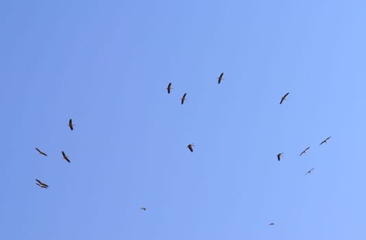 Birds flock high in the sky. High quality photo