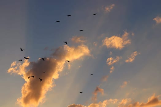 Birds flock high in the sky. High quality photo