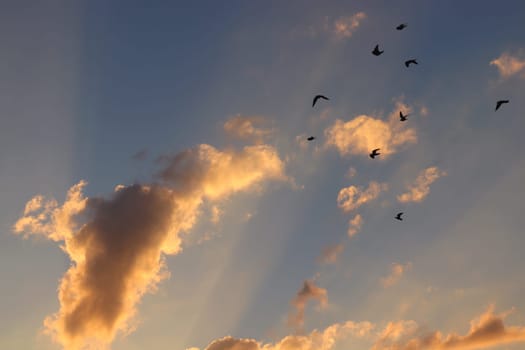 Birds flock high in the sky. High quality photo