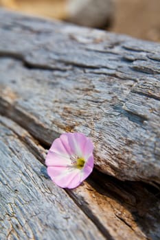 Delicate pink flower blooms amidst aged wooden backdrop, showcasing the beauty of nature's resilience and the passage of time.