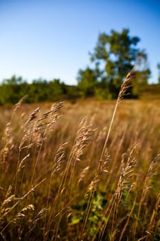 Tranquil golden hour in Empire, Michigan: A meadow filled with tall grasses captures the changing seasons as summer slowly fades into autumn.