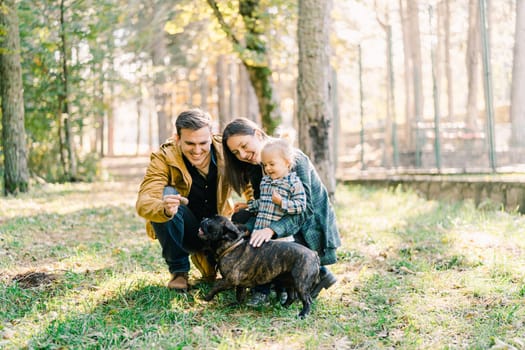 Mom and little girl watch dad hand food to french bulldog while squatting in the park. High quality photo