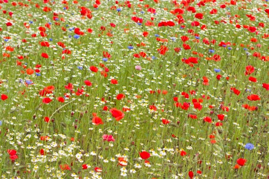 blooming poppy field with cornflowers and daisies sunny summer day countryside flower landscape natural background. High quality photo