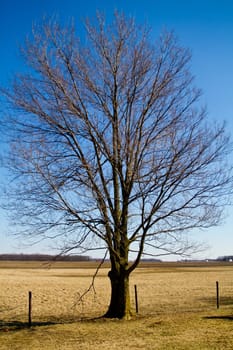 Solitary Tree in Rural Landscape: A majestic leafless tree stands tall against a clear blue sky, symbolizing resilience and the quiet beauty of winter or early spring in a tranquil field.