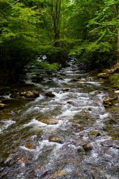 Immerse yourself in the serenity of a lush forest as a vibrant stream cascades over rocks, creating a soothing symphony of nature's tranquility in Gatlinburg, Tennessee.