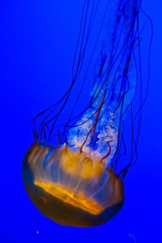 Vibrant and Serene: A close-up shot of a mesmerizing jellyfish, showcasing its translucent body and delicate tentacles in a calm underwater setting. Captured at an aquarium in Gatlinburg, Tennessee.