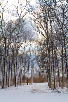 Tranquil winter forest in Fort Wayne, Indiana. Sun-kissed branches reach towards a soft blue sky, casting a serene glow on the snow-covered landscape.