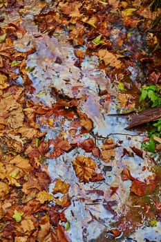 Embrace the beauty of autumn with a captivating close-up of fallen leaves in a shallow pool, showcasing vibrant colors and the interplay of light. A seasonal delight in Bicentennial Acres, Fort Wayne, Indiana.