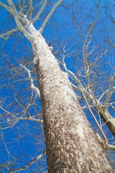 Captivating view of a majestic tall tree against a vivid blue sky, showcasing its intricate bark texture and intricate web-like branches.