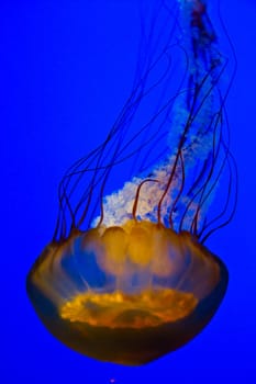 Captivating golden jellyfish gracefully drifts in the clear blue waters of an aquarium, its delicate tentacles trailing behind. A mesmerizing display of marine beauty, ideal for showcasing the wonders of nature and marine life.