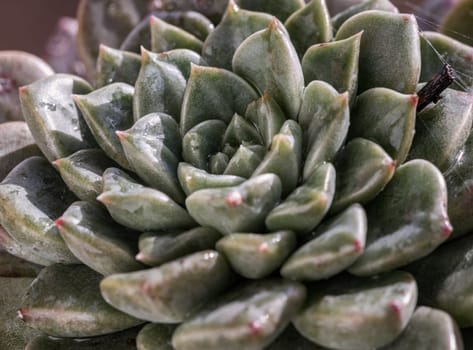 Detail of Echeveria hyalina succulent plant in flower pot. Beautiful evergreen plant that is easy to care about, Background of natural green cactus flower, Space for text, Selective focus.