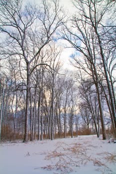 Winter wonderland in Fort Wayne, Indiana. Tranquil snow-covered landscape with barren trees reaching towards serene blue skies. A peaceful retreat amidst nature's beauty.
