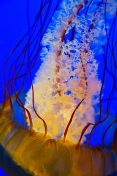 Mesmerizing golden jellyfish gracefully dances in the depths of an oceanic environment, showcasing vibrant tentacles and delicate oral arms. A serene and ethereal capture of marine life in Tennessee's Aquarium.