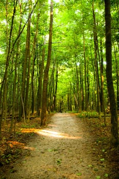 Escape into the enchanting beauty of Empire, Michigan's serene forest pathway, enveloped by towering trees and bathed in soft sunlight. A nature lover's paradise awaits, beckoning with tranquility and the allure of exploration.