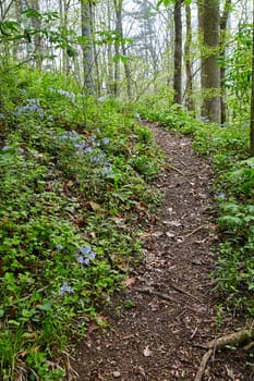 Experience the tranquility of a spring woodland as you wander along a narrow forest path surrounded by lush flora in Bicentennial Acres, Fort Wayne, Indiana.