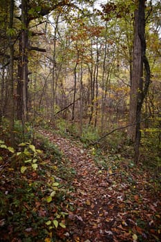 Tranquil autumn woodland path winding through a vibrant forest of changing colors, capturing the beauty of nature in Fort Wayne, Indiana.