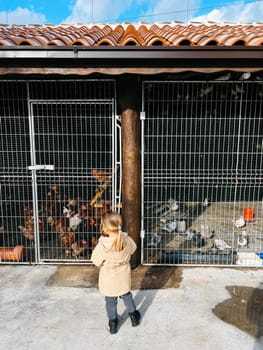Little girl stands in front of a barn with chickens. Back view. High quality photo