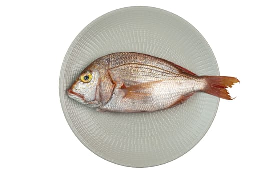 The red snapper fish (Dentex dentex) in the dish on a transparent background